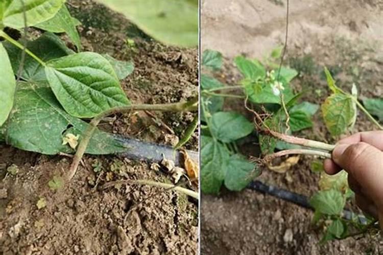 豆角黄叶是什么原因 叶子发黄补救方法