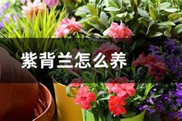 紫背天葵应该怎么栽培？