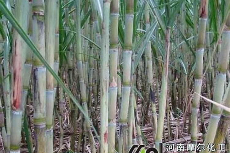平安树怎么浇水方法