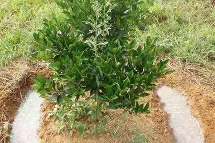 柑橘苗期施什么肥料？