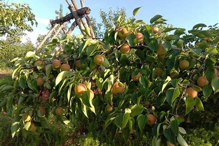 秋月梨授粉品种用黄金梨华山梨园黄梨行吗