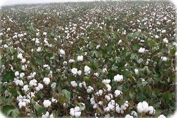 棉花缺锌要怎样施用锌肥改善？