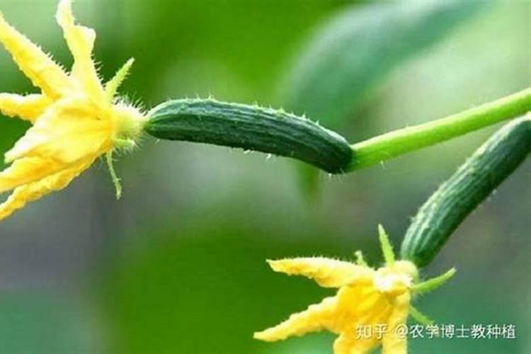 黄瓜开花结果期怎么施肥和管理
