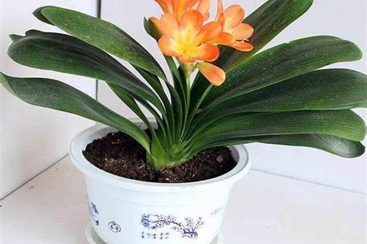 复合肥可以兑水浇花吗