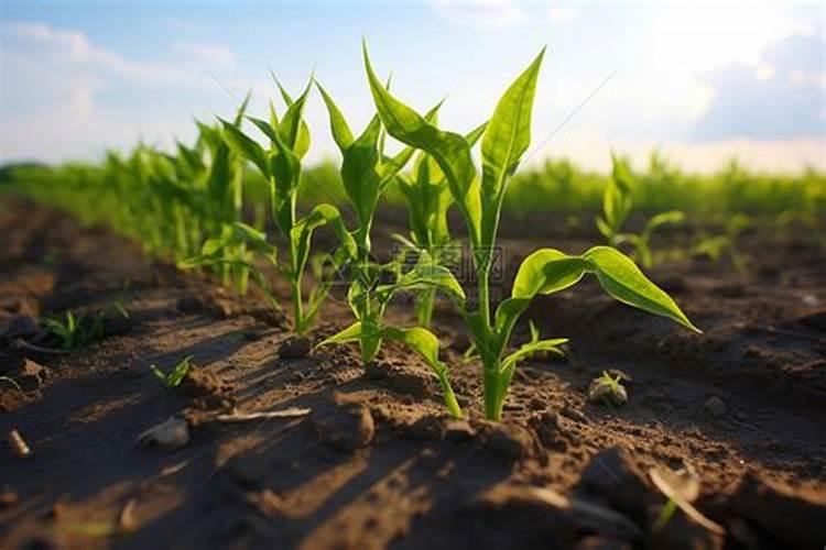 东北玉米施什么肥好