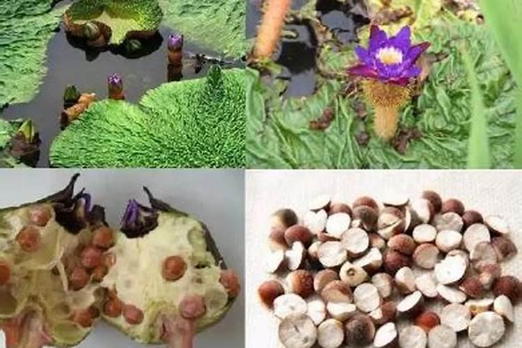 芡实除草剂中毒怎么办？