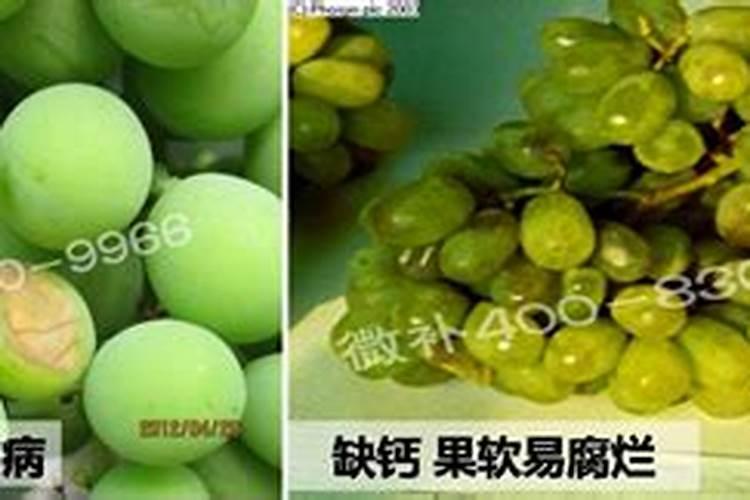 葡萄补钙最佳时间(给葡萄补钙什么钙肥最)