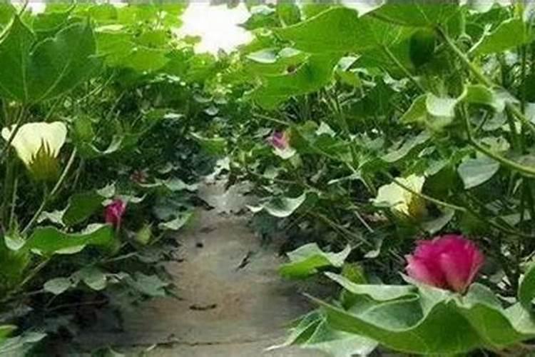 史丹利正确施肥方法