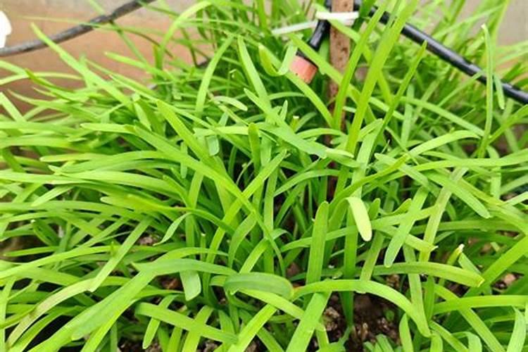 多肉栽上多久浇水 多久浇水适宜？