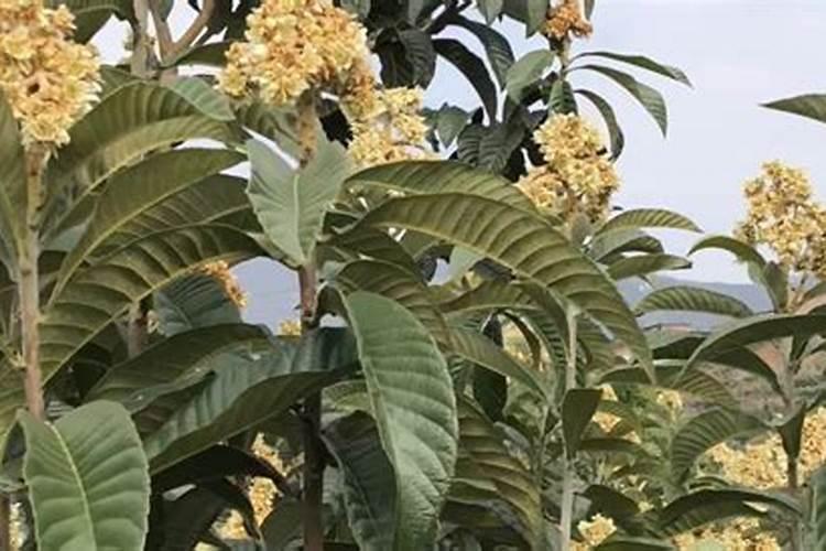 枇杷树缺硼的防治措施有哪些？