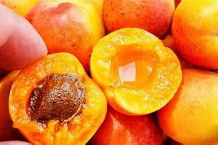 黄桃果期有多久 果期养护与管理方法