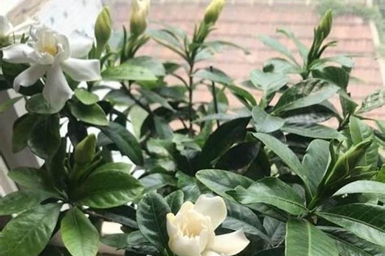 桔子树开花时可以使用叶面肥吗？