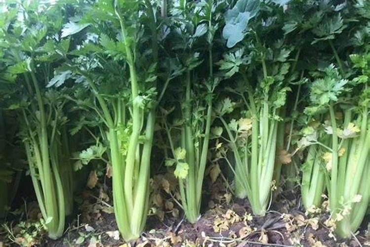 芹菜怎么施肥长得更好
