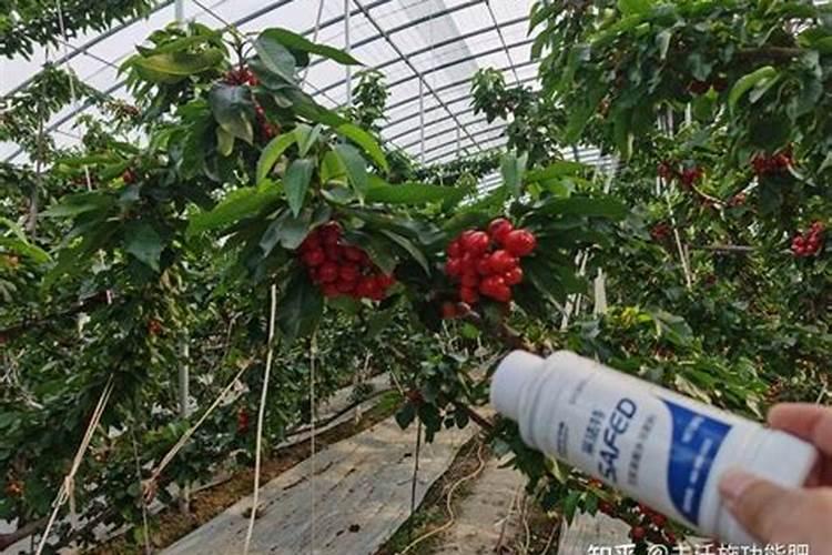 用什么叶面肥可以使荔枝熟得颜色好