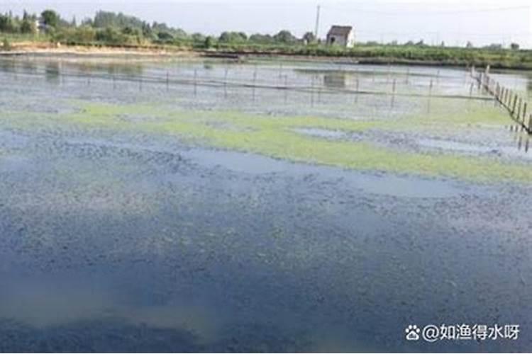 第一年葡萄小苗施什么肥(刚种葡萄苗用什么肥料长得快)