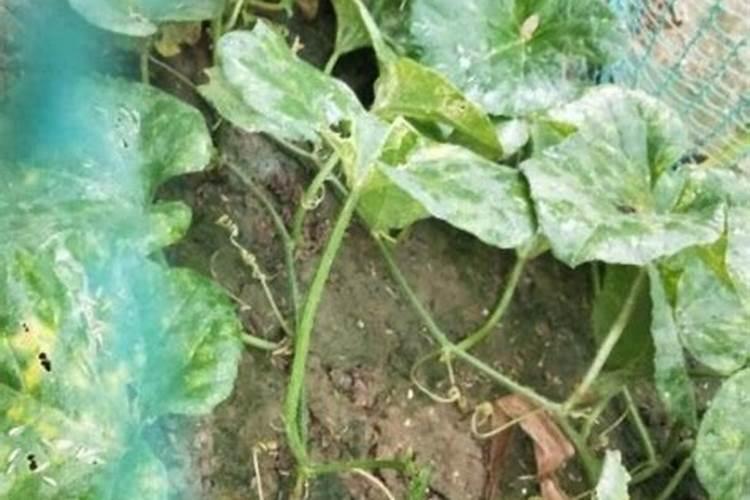 草莓大棚如何管理和用药