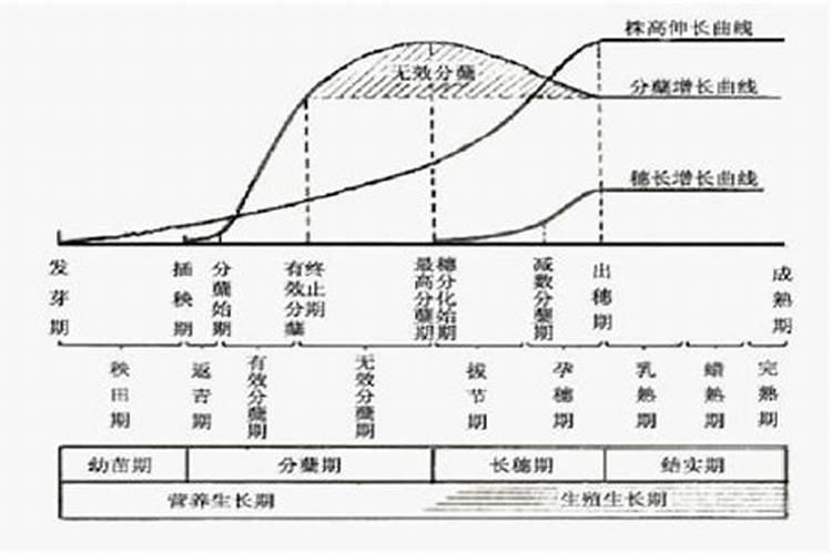 水稻什么时候喷施叶面肥最佳
