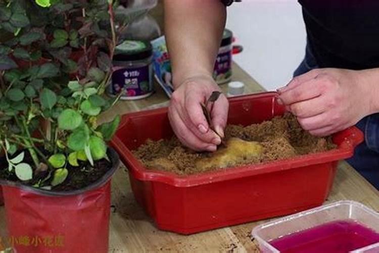 种玫瑰什么时候放肥料？