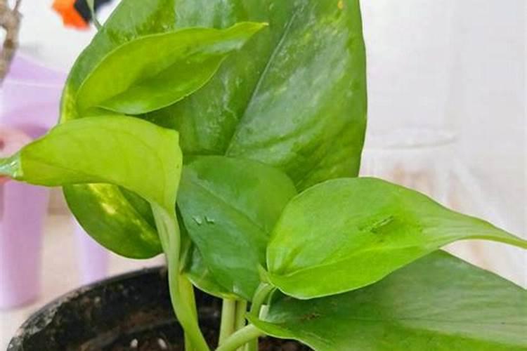 油菜用尿素好还是复合肥好