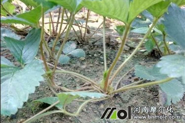 草莓上如何施水溶肥促幼果膨大？施用方法