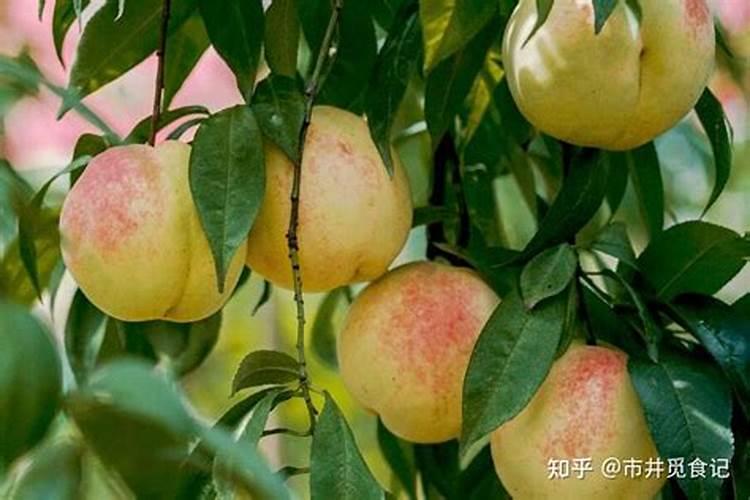 肥城肥桃那个地方的最好吃？