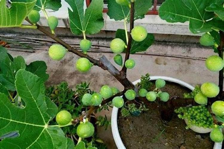 无花果用什么肥料 该如何管理