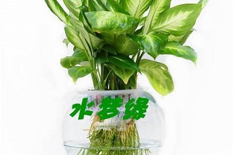 腐植酸对水培芥兰生长和品质的影响