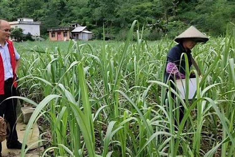 甘蔗施肥方法及注意事项 甘蔗施肥时候需要注意的地方