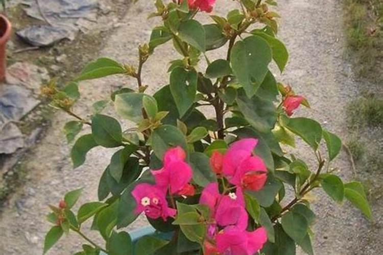 三角梅开花初期怎么浇水施肥 三角梅开花初期如何浇水施肥