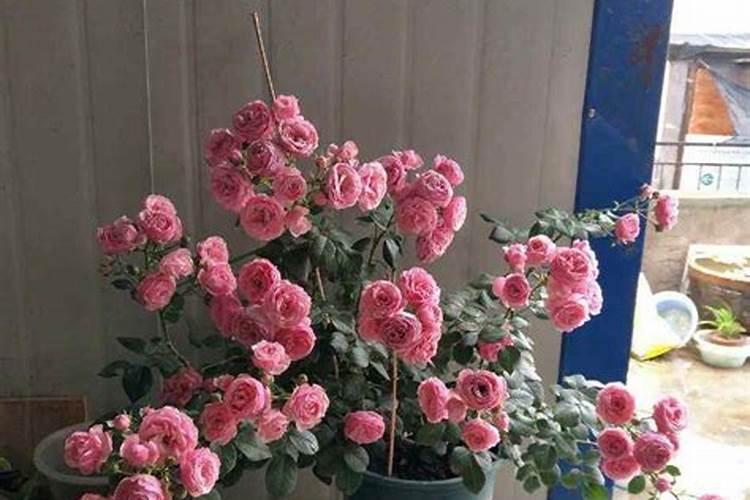 白菜定苗后追什么肥 该如何选择呢