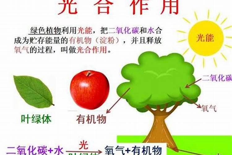 果树没有叶能吸收叶面肥吗？