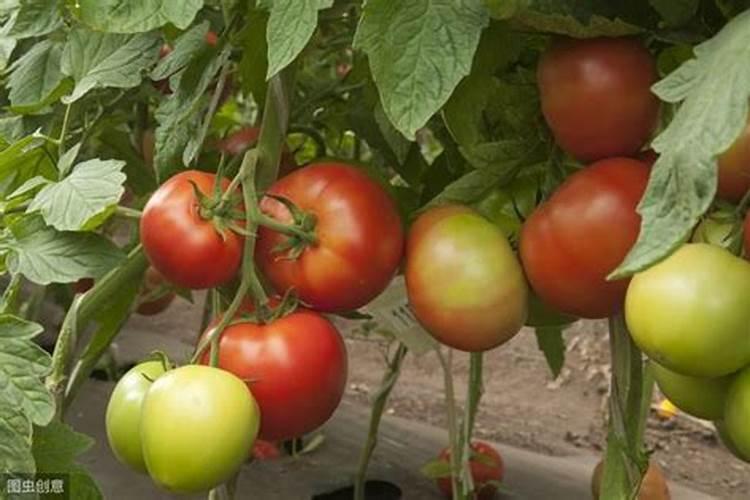 化学肥料三要素是