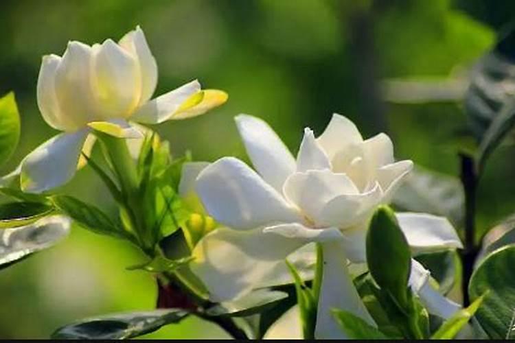 栀子花可以用复合肥吗
