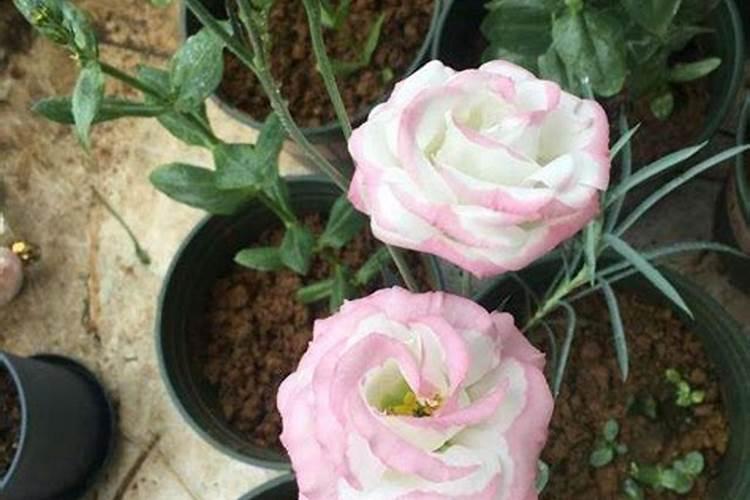 玫瑰花苗的种植方法及养护方法