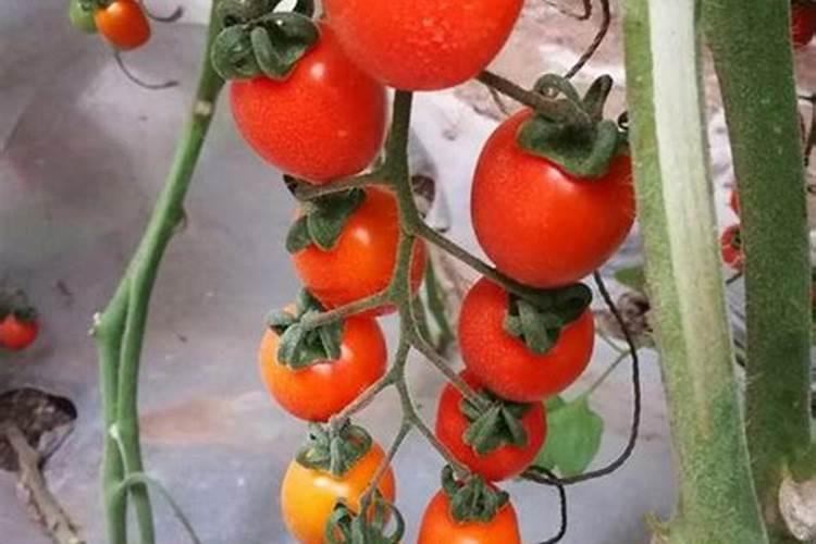 怎样种植小番茄？小番茄怎么种