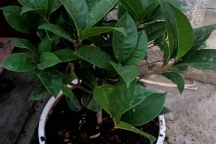 桂花树如何浇水和施肥