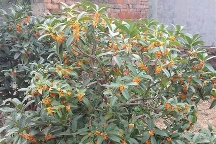 如何做桂花树肥料