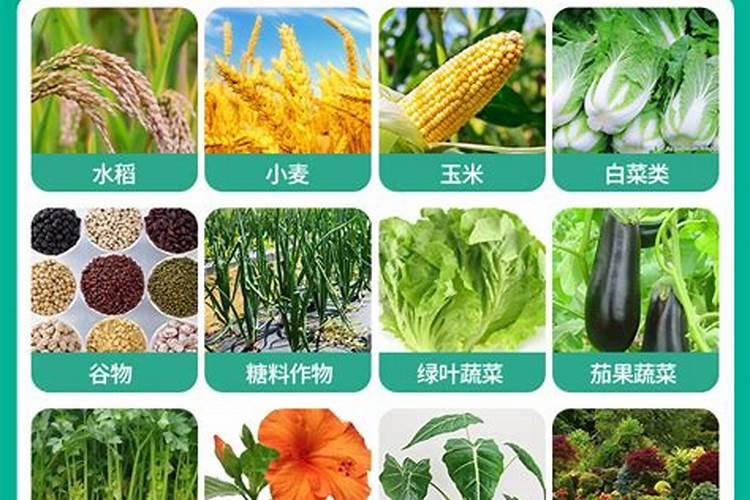 磷酸二氢钾能浇青菜吗？