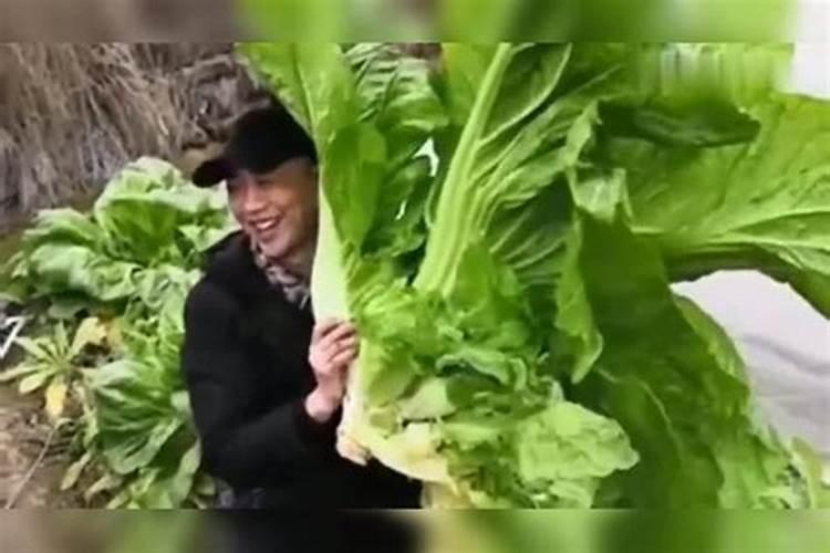 上海青菜用什么肥料好尤其夏天烂挨地的部分怎么治