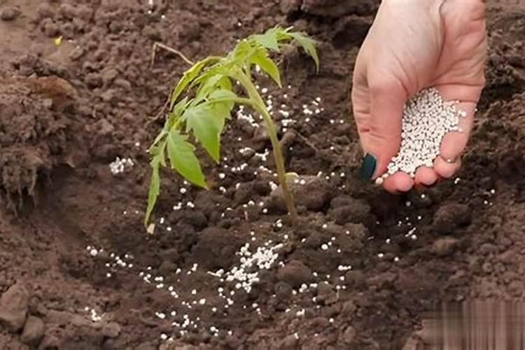 种植花生适合施用什么肥料 种植花生的施肥时间