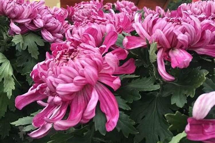 菊花施肥用什么肥料利于开花 种菊花上什么肥最好
