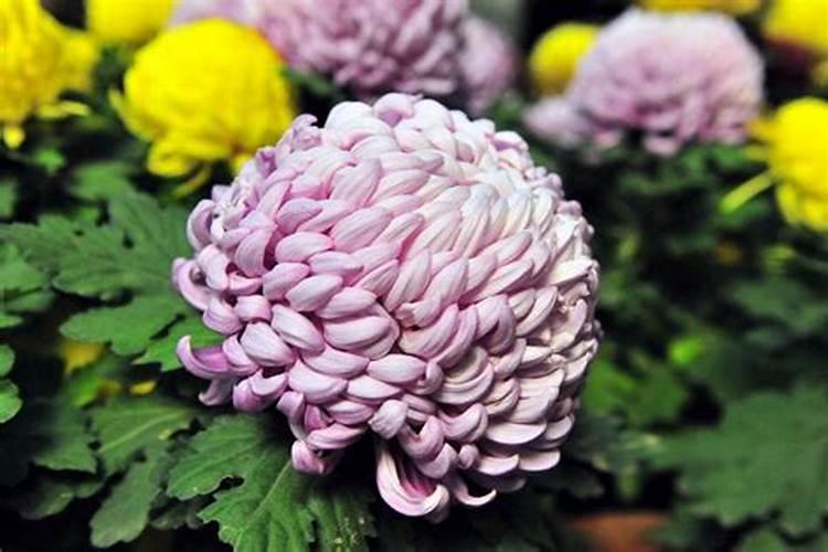 菊花施什么肥料好