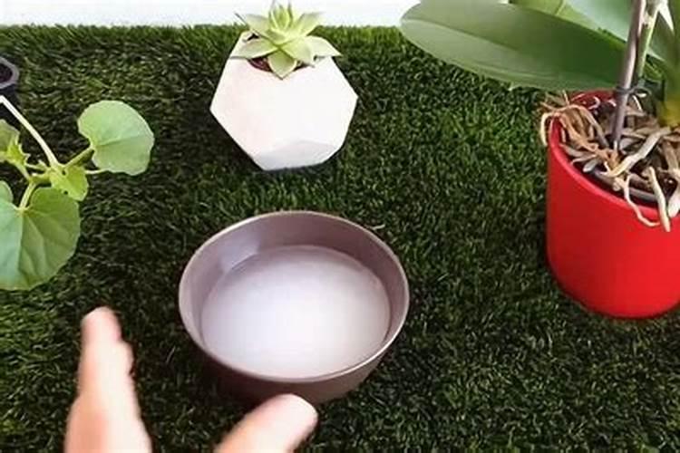 养花的氮肥有哪些