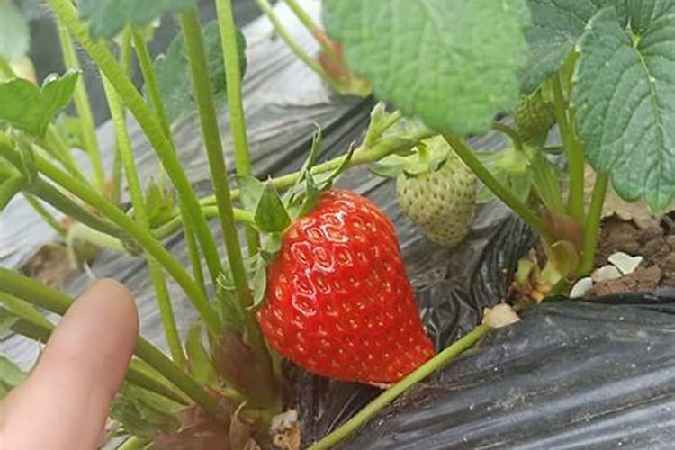 草莓施肥的方法