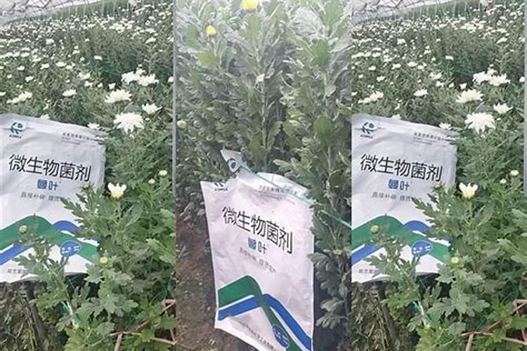 水溶肥施肥施用技巧？