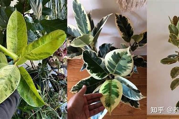 橡皮树施什么肥料比较好？