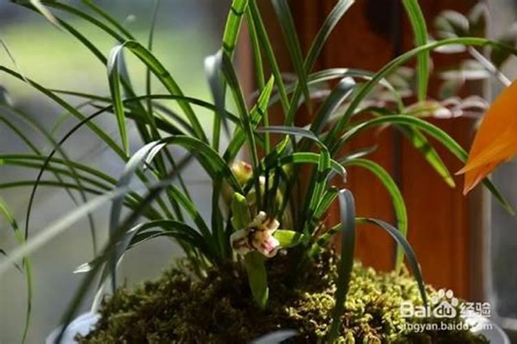 大棚种植茄子需要什么肥料