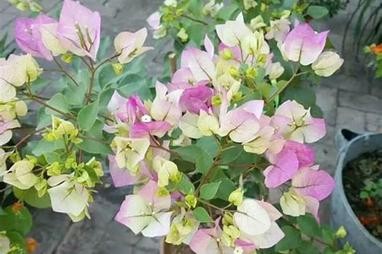 绿樱三角梅开花怎么变红