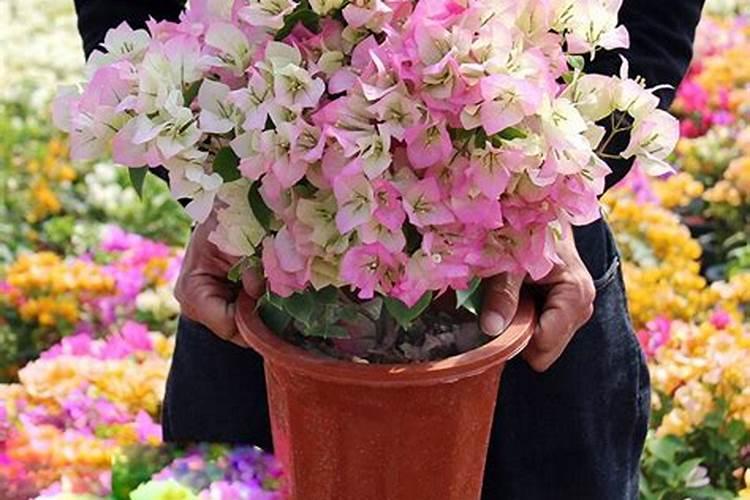 绿樱三角梅开花怎么变红