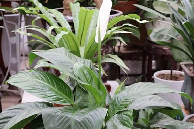 白掌叶子蔫了怎么办